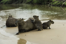 Image of Capybara