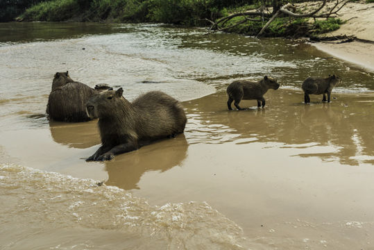 Image of Capybara