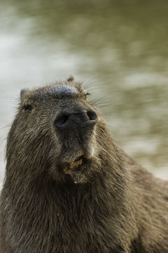 Image de Capibara