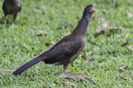 Image of Chaco Chachalaca