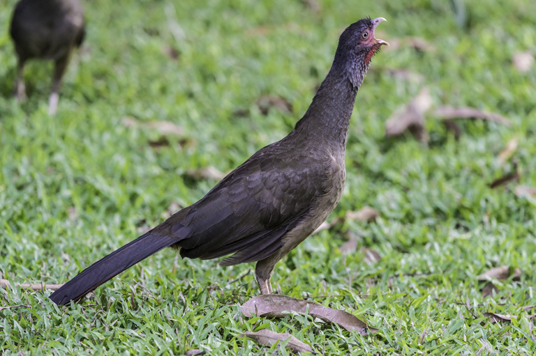 Image of Chaco Chachalaca