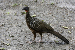 Image de Pénélope à ventre roux