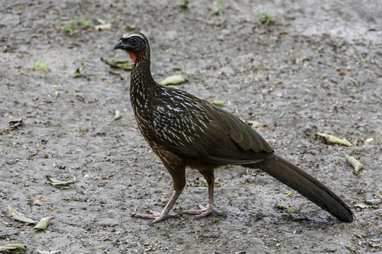 Image of Chestnut-bellied Guan