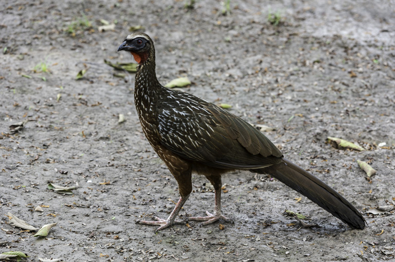 Image de Pénélope à ventre roux