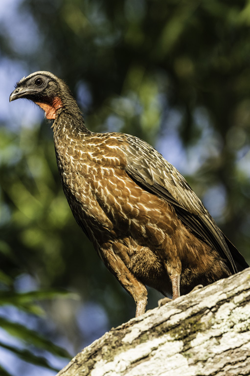 Image de Pénélope à ventre roux