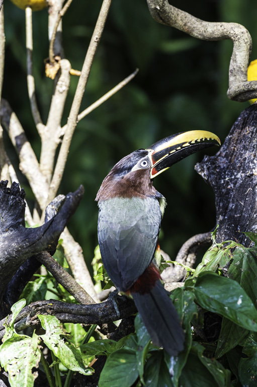 Image of Chestnut-eared Aracari