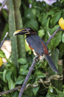 Image of Chestnut-eared Aracari