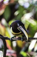 Image of Chestnut-eared Aracari