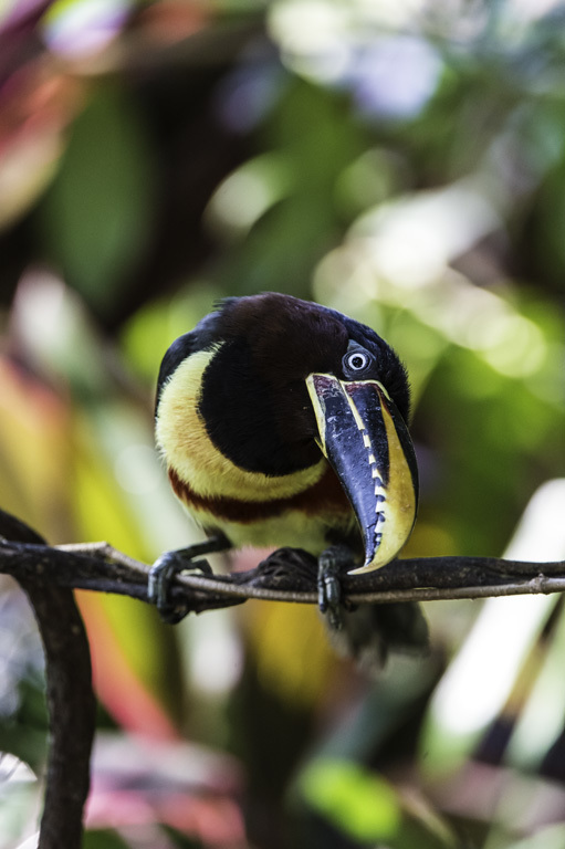 Image of Chestnut-eared Aracari