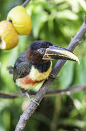 Image of Chestnut-eared Aracari