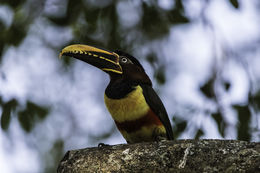 Image of Chestnut-eared Aracari