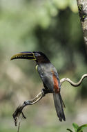 Image of Chestnut-eared Aracari