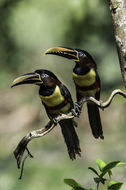 Image of Chestnut-eared Aracari