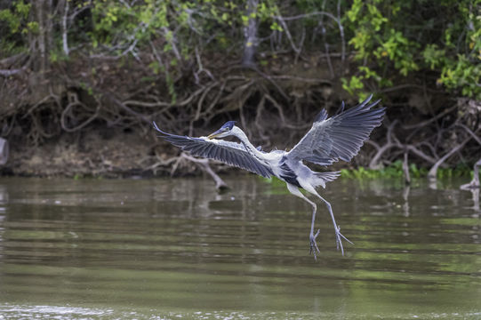 Image of Cocoi Heron