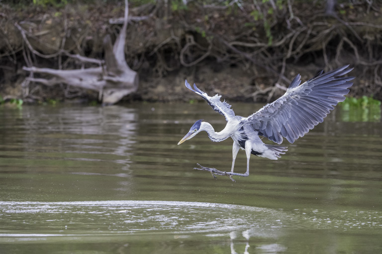 Image of Cocoi Heron