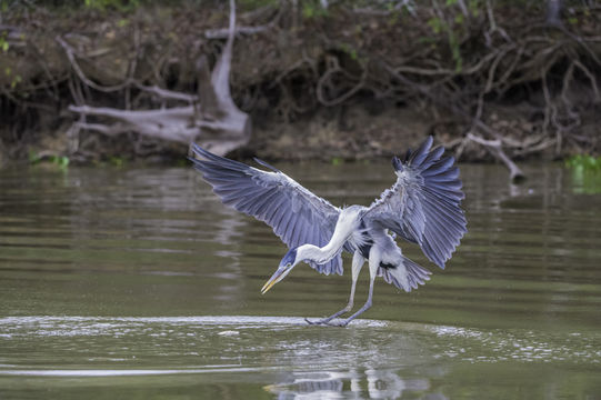 Image of Cocoi Heron