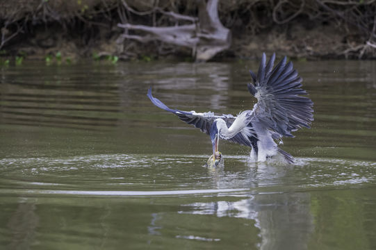 Image of Cocoi Heron