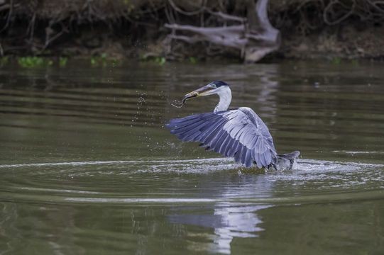 Image of Cocoi Heron