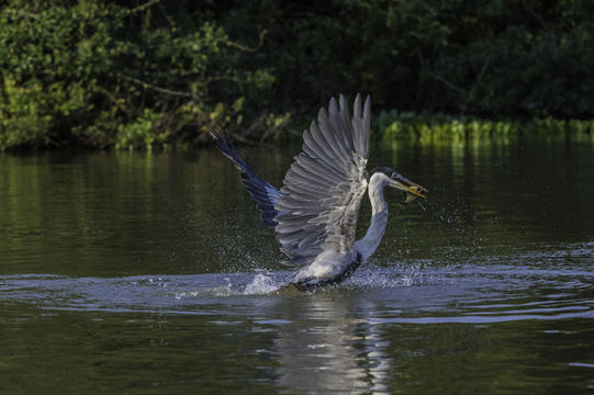 Image of Cocoi Heron