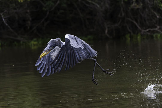 Image of Cocoi Heron