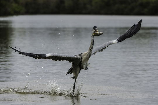 Image of Cocoi Heron