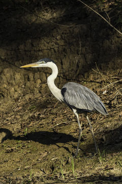 Image of Cocoi Heron