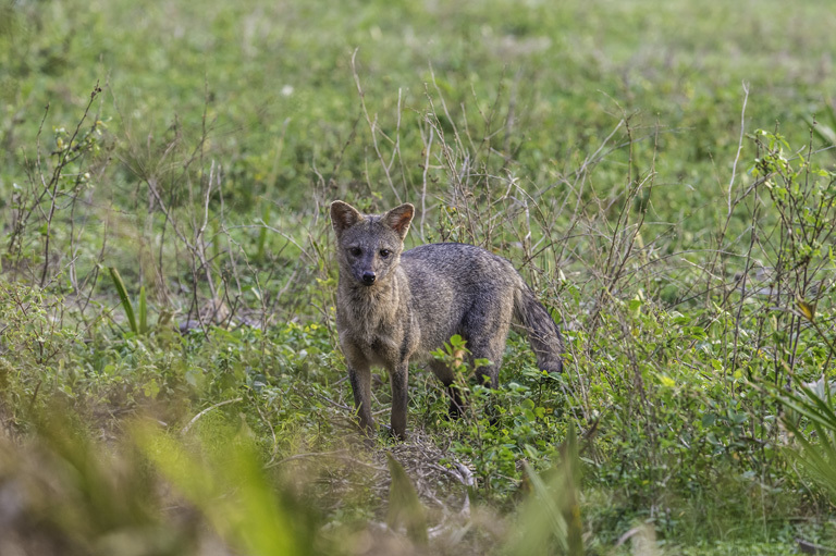 Image of Common Zorro