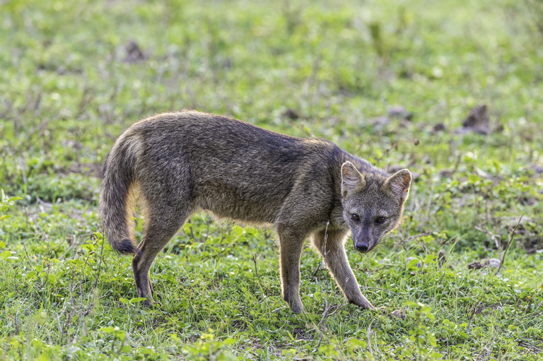 Imagem de Cachorro-do-mato