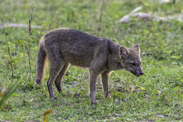 Image of Common Zorro