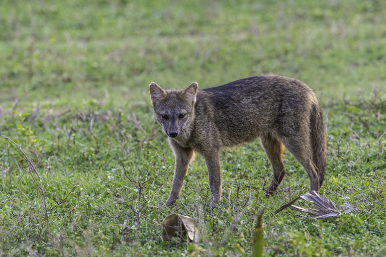 Image of Common Zorro