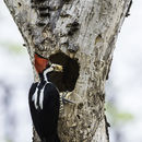 Image of Crimson-crested Woodpecker