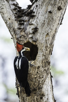 Слика од Campephilus melanoleucos (Gmelin & JF 1788)