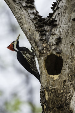 Image of Crimson-crested Woodpecker