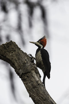 Image of Crimson-crested Woodpecker