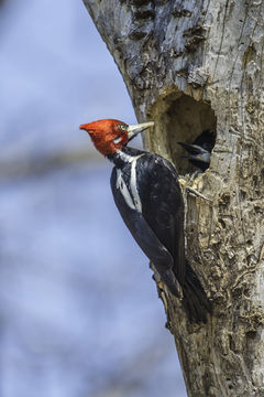 Image of Crimson-crested Woodpecker