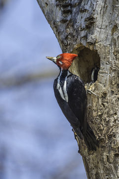 Image of Crimson-crested Woodpecker