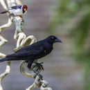 Image of Giant Cowbird