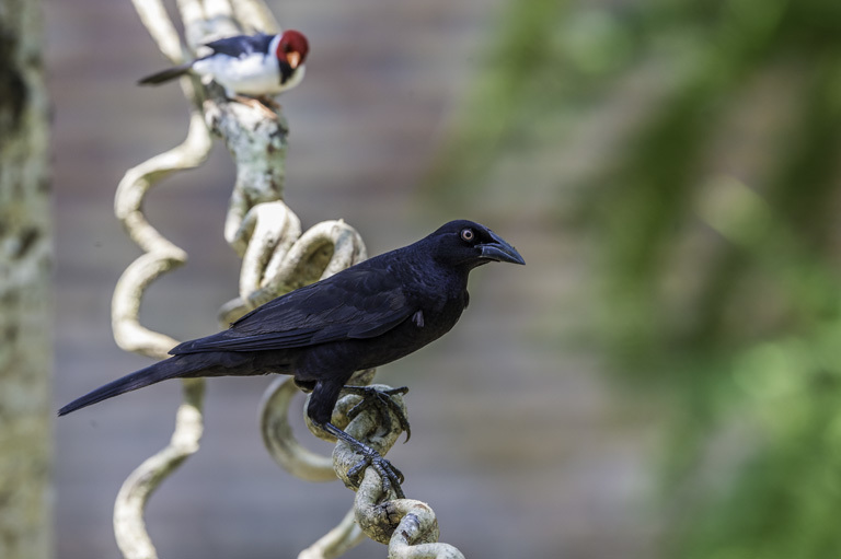 Image of Giant Cowbird