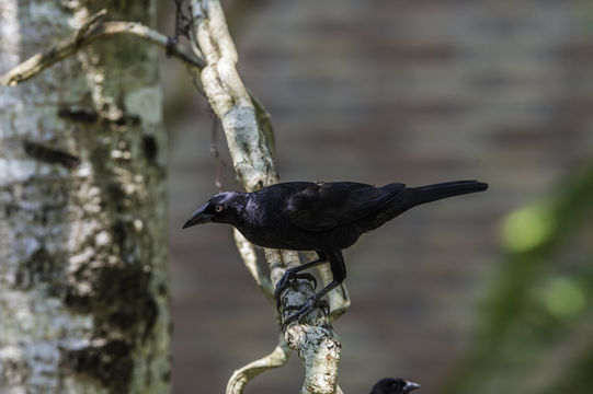 Image of Giant Cowbird