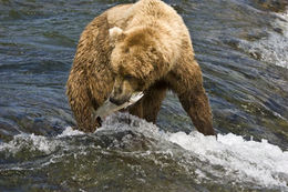 Image of Brown Bear