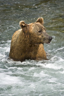 Image of Brown Bear