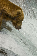 Image of Brown Bear