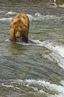 Image of Brown Bear