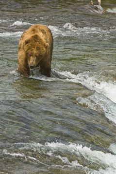 Image of Grizzly Bear
