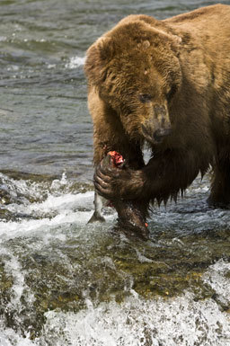 Image of Brown Bear