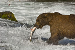 Image of Brown Bear