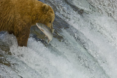 Image of Brown Bear