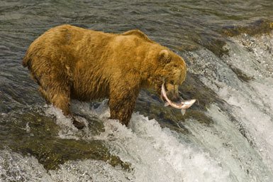 Image of Brown Bear