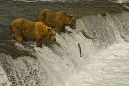 Image of Brown Bear