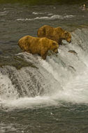 Image of Brown Bear